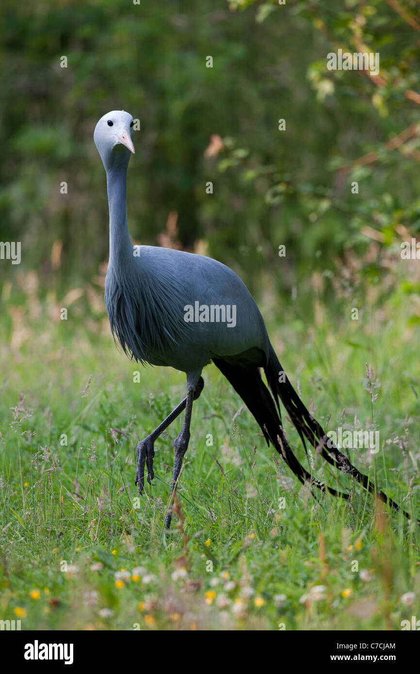 Blau, Paradies oder Stanley Kran (Anthropoides Paradisea). Stockfoto