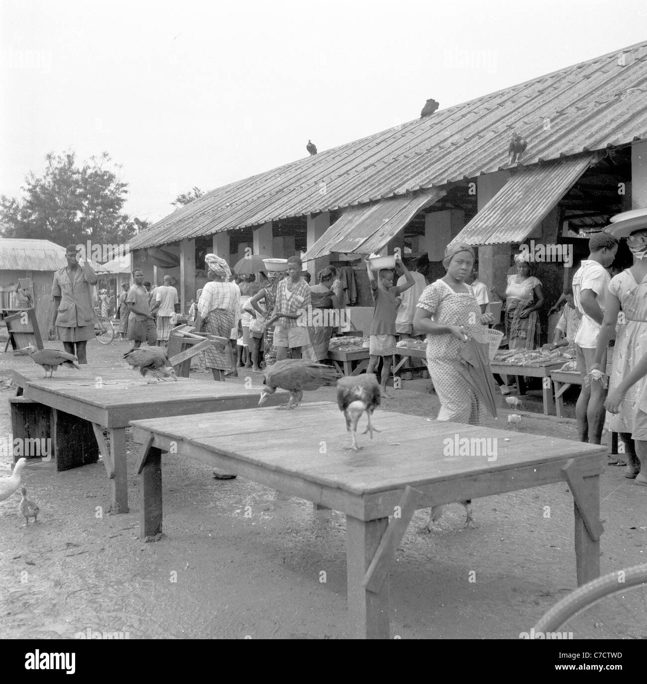 Nigeria, 1950er Jahre, einheimische afrikaner auf einem Dorfmarkt mit lebenden Hühnern zum Verkauf, die auf Holztischen in der schlammig gelegenen Gegend draußen stehen, Stockfoto