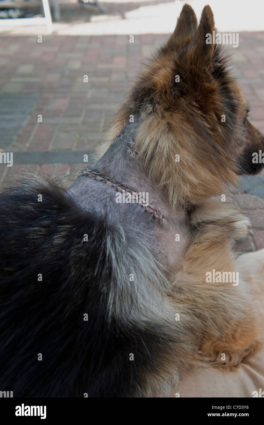 Deutscher Schäferhund mit Narben von einer Operation. UK-Hunde Stockfoto