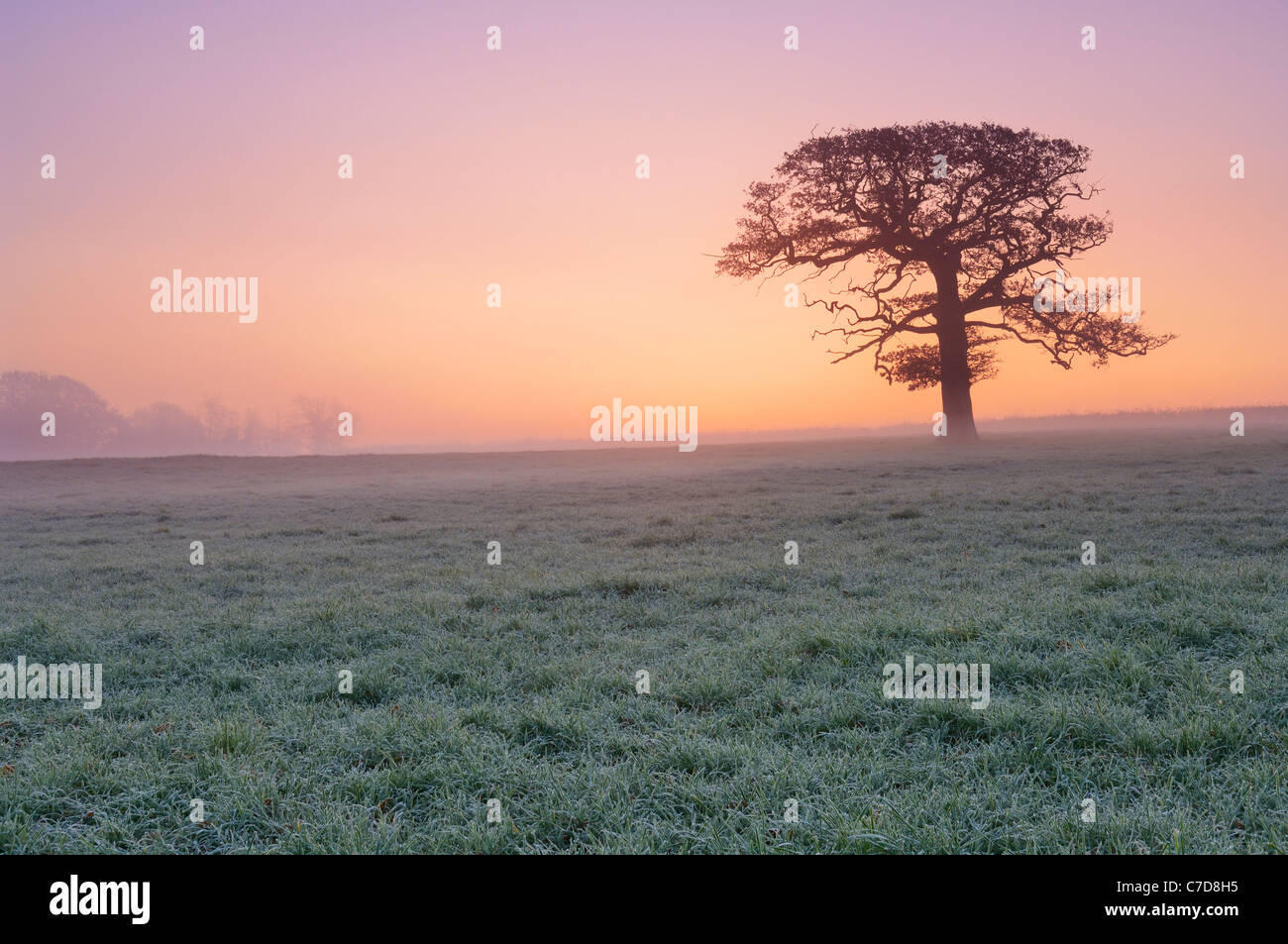 Ein Baum steht im frostigen Ackerland in der Morgendämmerung. Wrington, North Somerset, England. Stockfoto