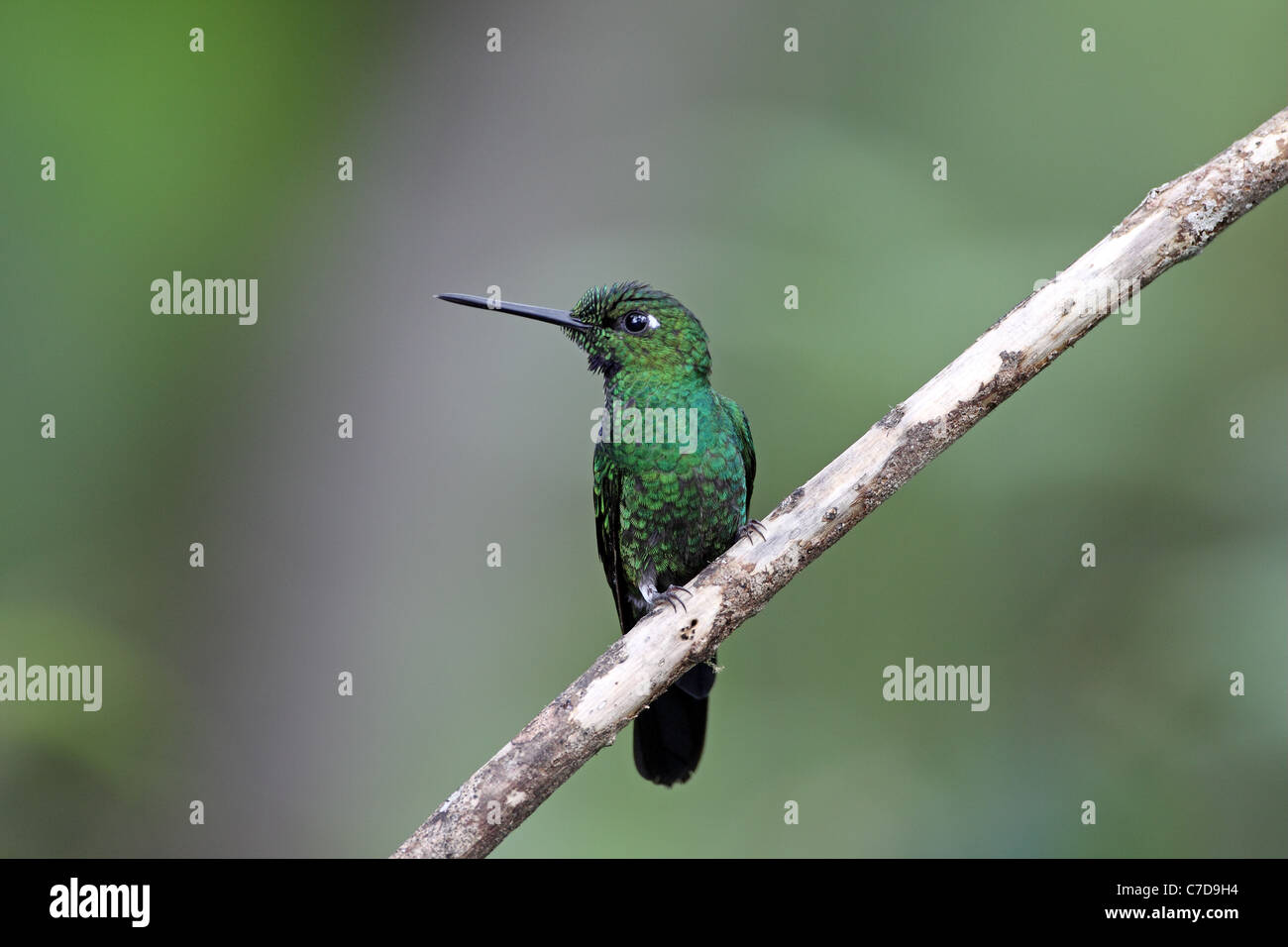 Grün-gekrönter brillant, Heliodoxa Jacula, männliche bei Milpe Stockfoto