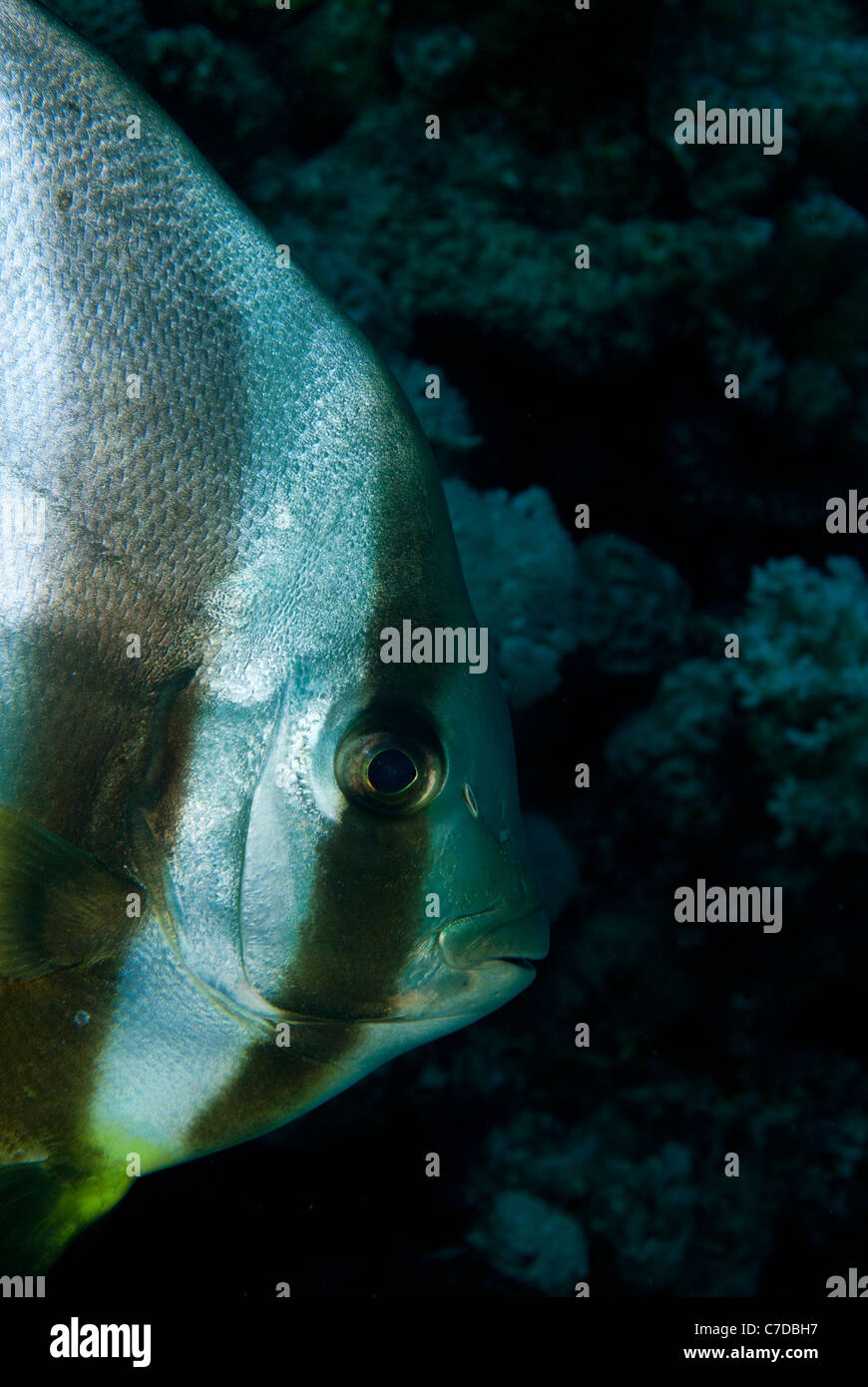 Fledermausfische beim Tauchen in Ägypten Stockfoto