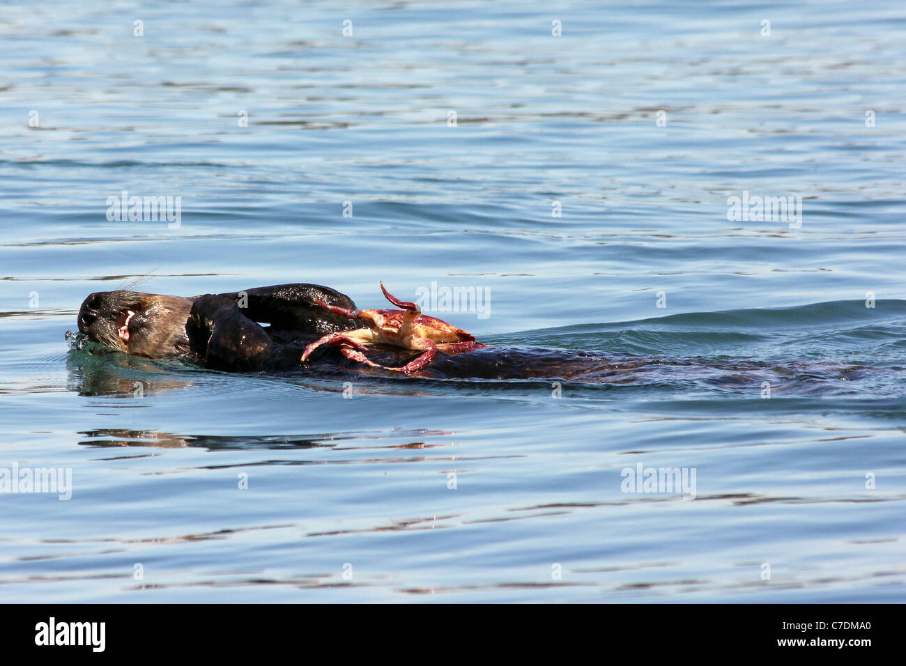 Eine vom Aussterben bedrohte Seeotter (Enhydra Lutris Nereis) isst eine Krabbe in den Gewässern von Kalifornien Stockfoto