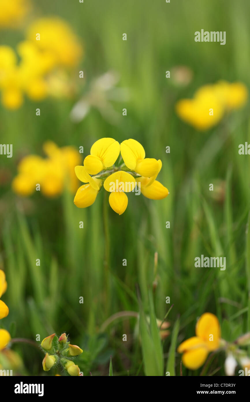 Vogels Foot Trefoil Lotus Corniculatus Blumen UK Stockfoto