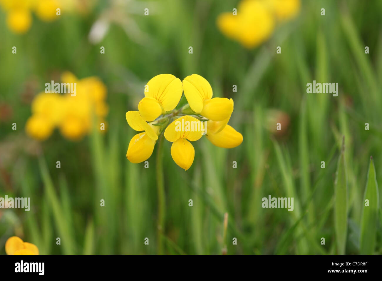Vogels Foot Trefoil Lotus Corniculatus Blumen UK Stockfoto