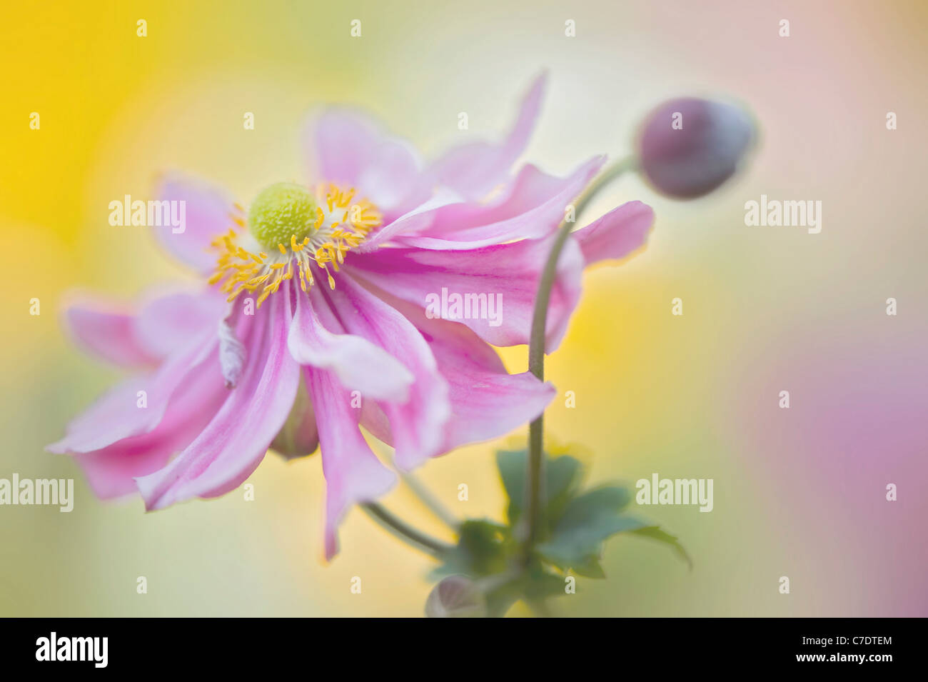 Japanische Anemone "Pretty Lady Emily", Anemone X hybrida "Lady Emily" Stockfoto