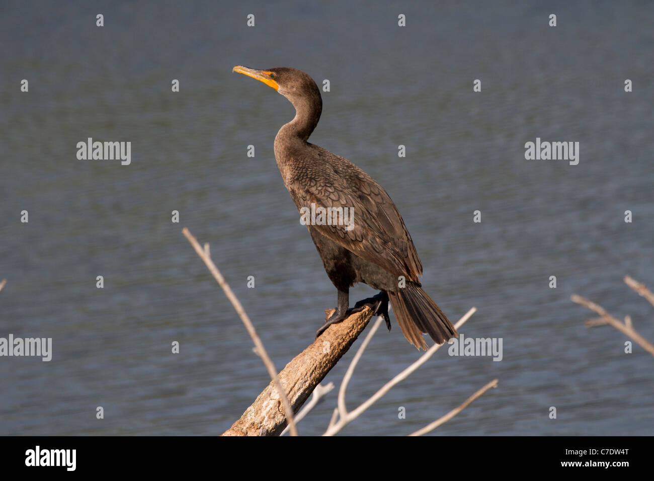 Doppelte crested Kormoran (Phalacrocorax Auritus) hocken Stockfoto