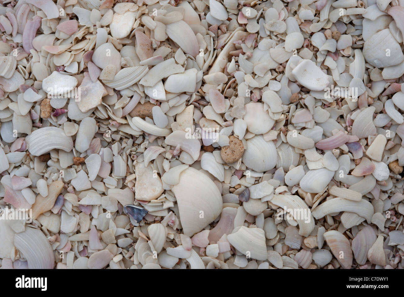 Muscheln am Strand von Shelley Stockfoto