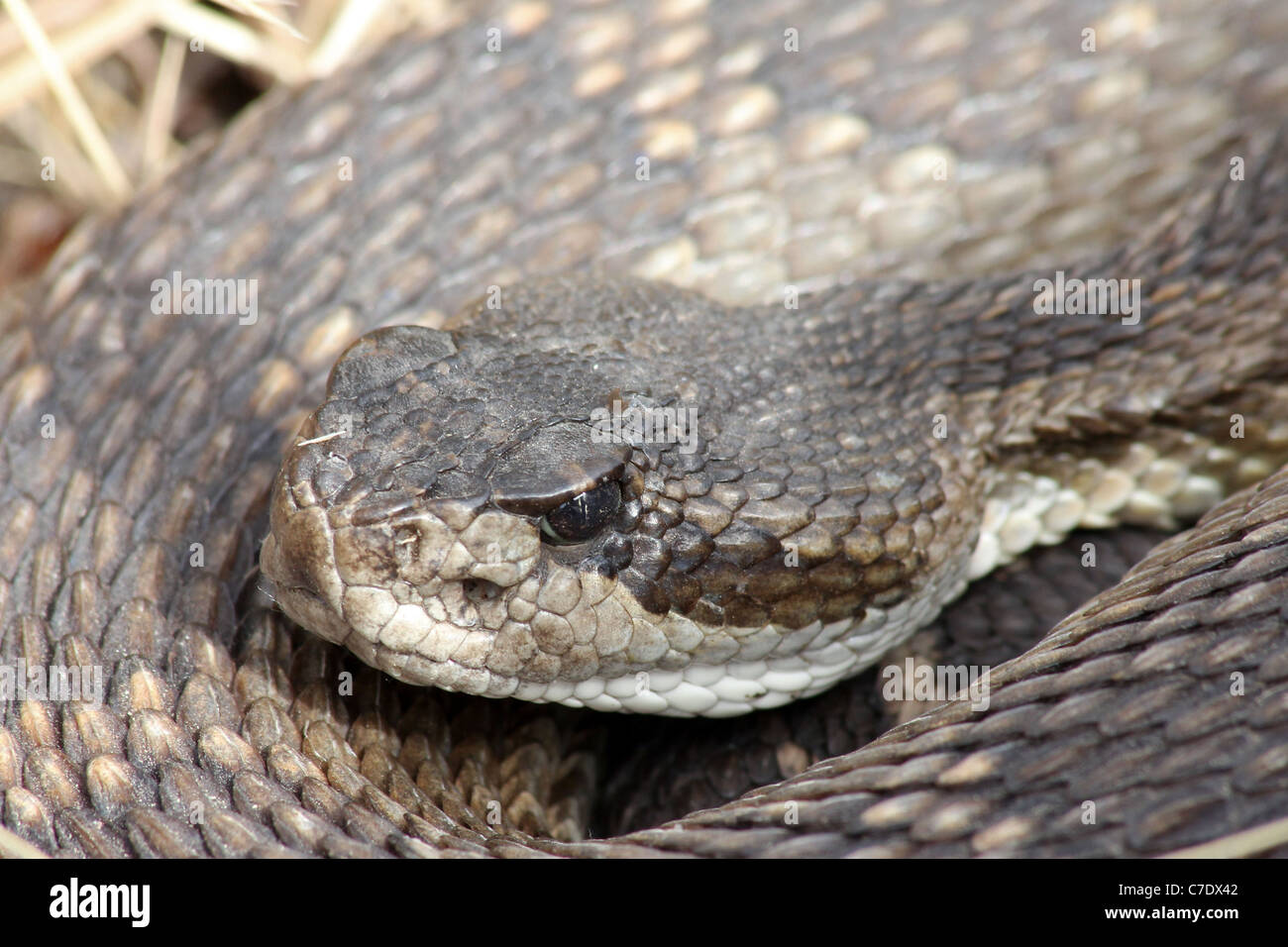 Nördlichen Pazifik-Klapperschlange (Crotalus Oreganus) in Kalifornien Stockfoto