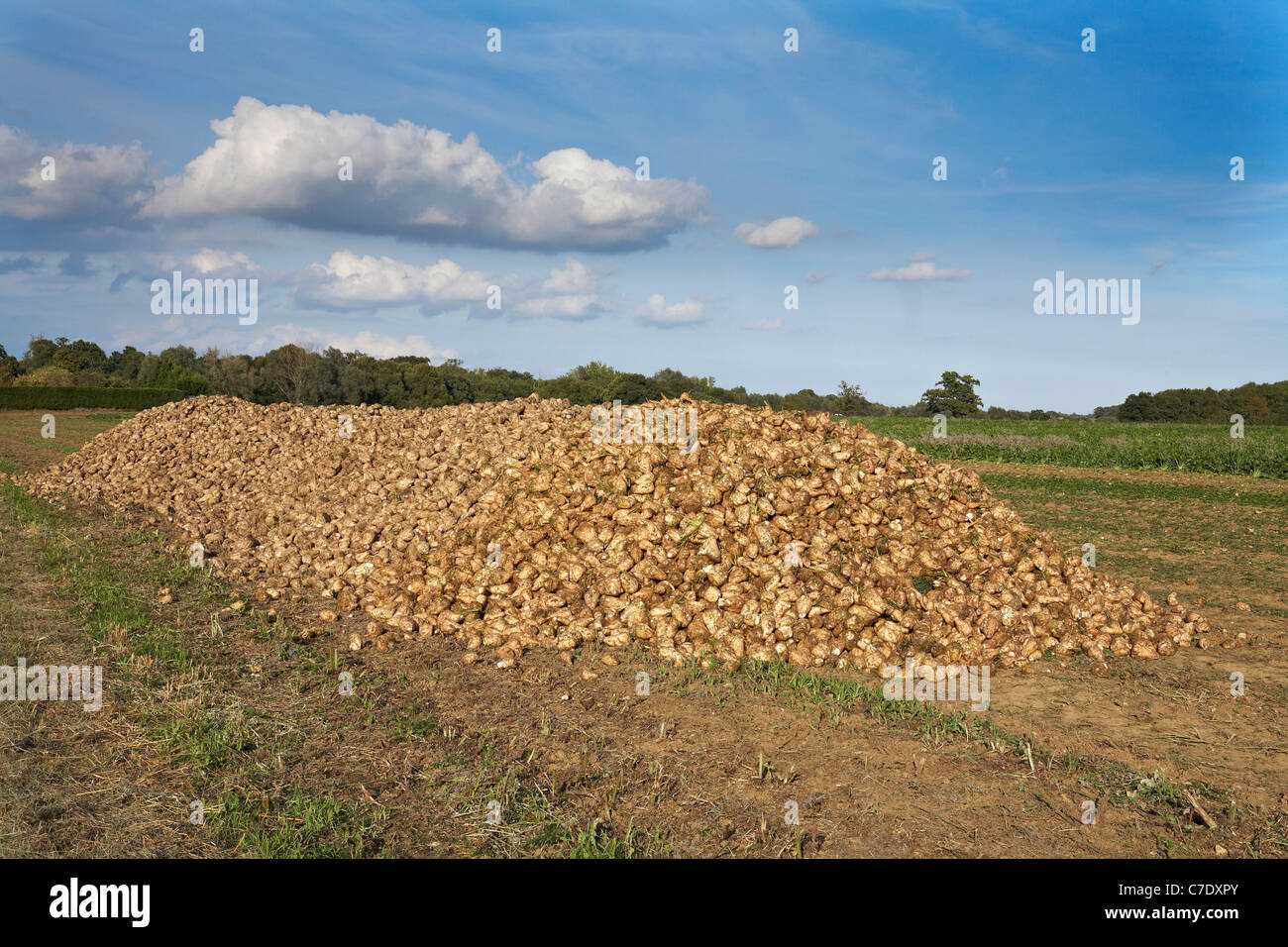 Geernteten Zuckerrüben Knollen Beta Vulgaris gestapelt in Essex Feld warten auf Transport zum Werk Aufbereitungsanlage Stockfoto