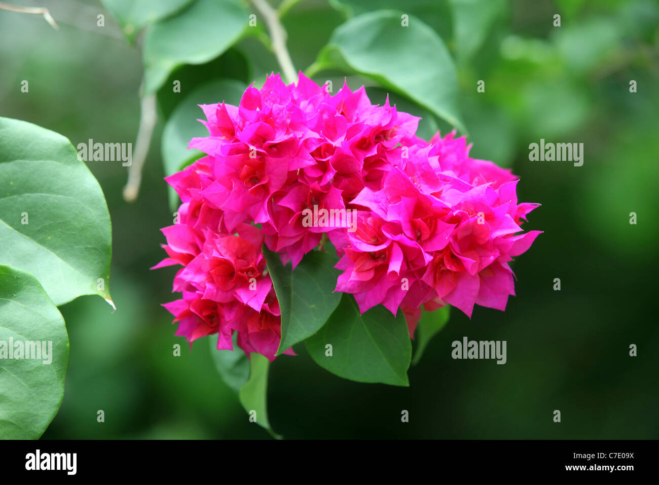 Magenta Hochblätter auf bunten Bougainvillea Glabra Kreta, Bougainville Insel, Papua New Guinea Stockfoto