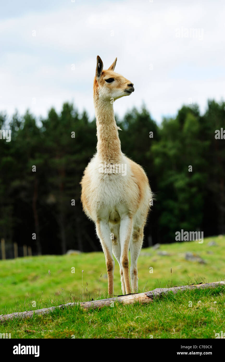Vicugna, Highland Wildlife Park, Kincraig, Kingussie, Schottland Stockfoto