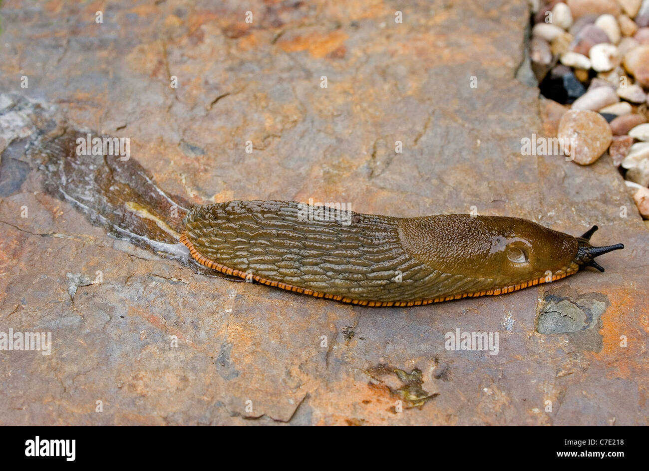 Slug Gastropode Molluske Devon UK Stockfoto