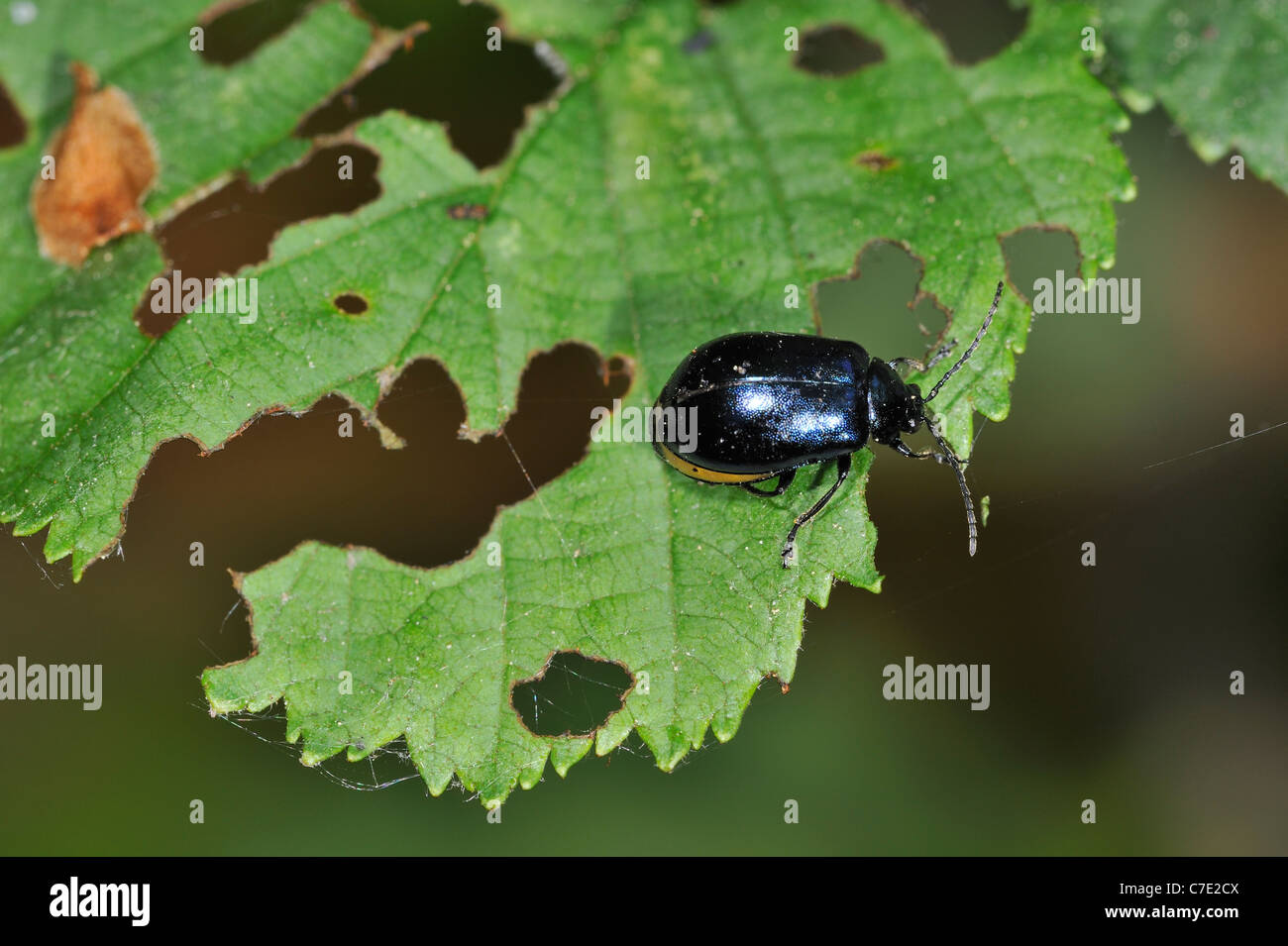 Schäden am Blatt verursacht durch Erle Getreidehähnchen (Agelastica Alni), Belgien Stockfoto