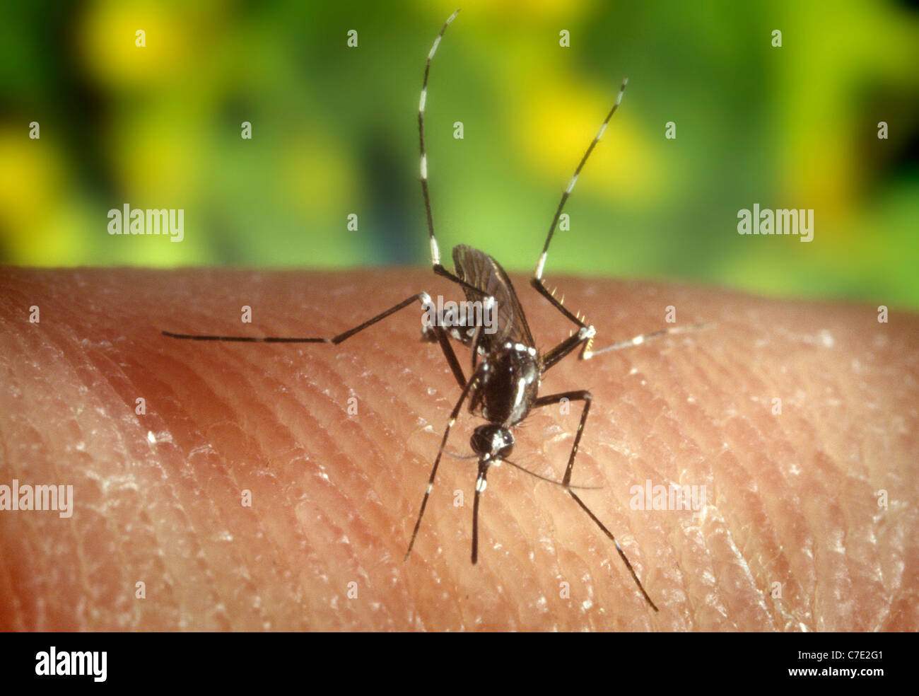 weibliche Asiatische Tigermücke (Aedes Albopictus) ernähren sich von menschlichen Wirt Stockfoto