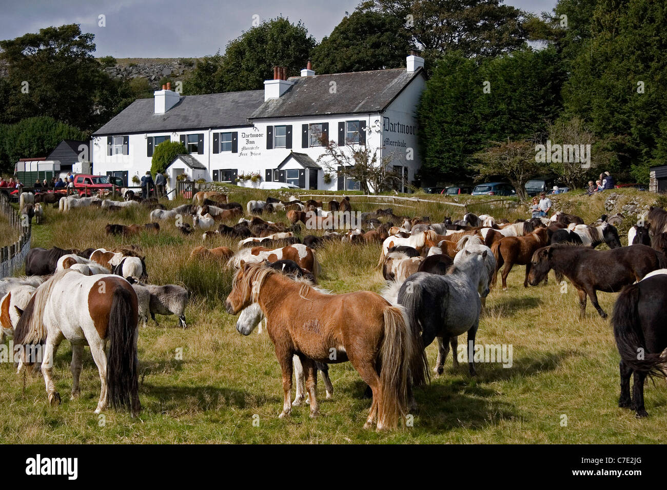 Jährliche Runde bis der Dartmoor Ponys Devon UK Stockfoto