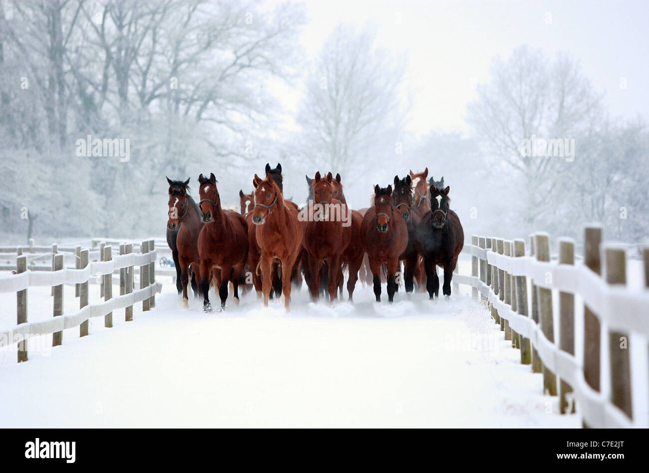 Pferde im Winter auf dem Weg zu einem paddock Stockfoto