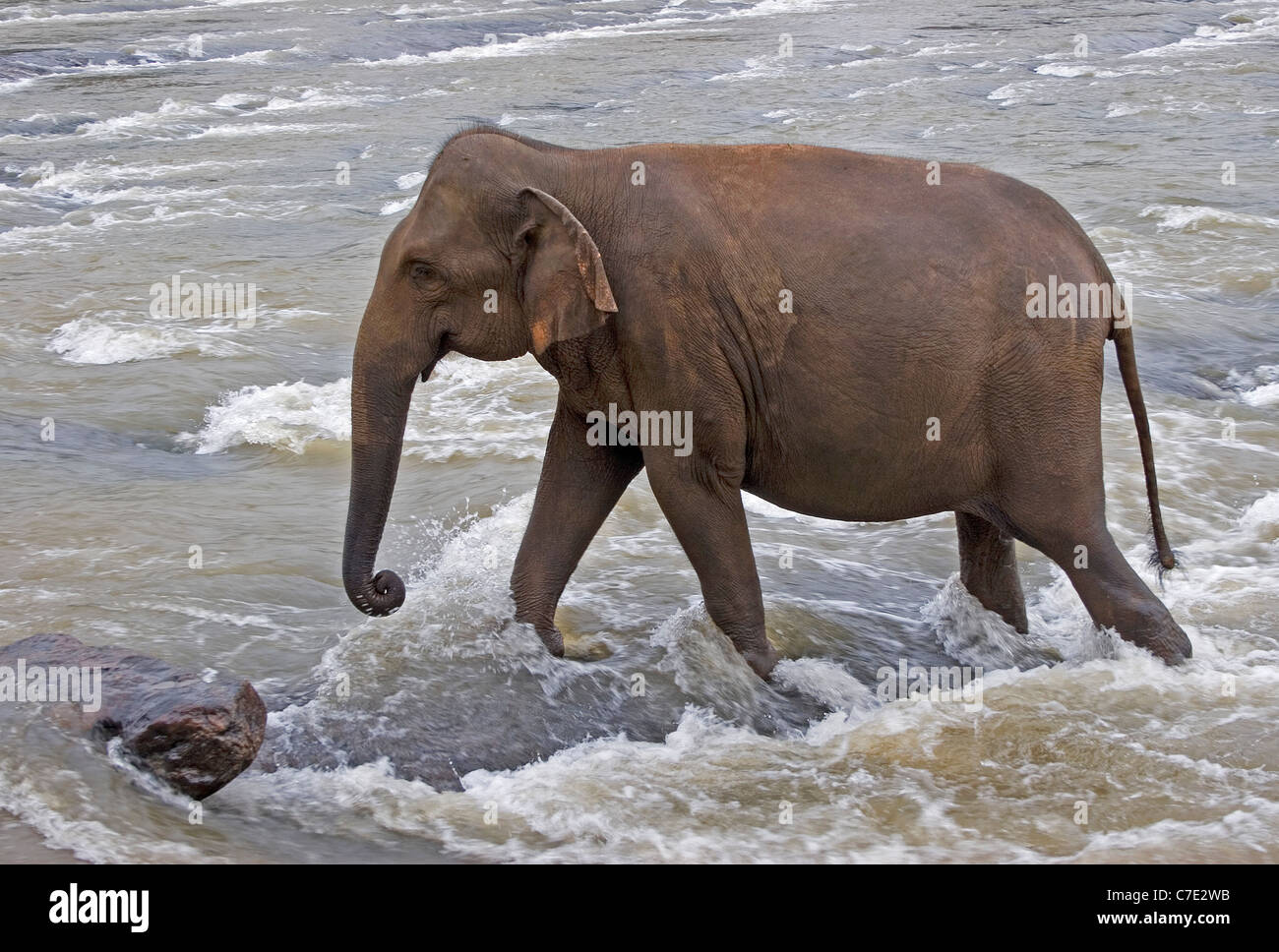 Asiatischer Elefant Elephas Maximus Maximus Sri Lanka Stockfoto