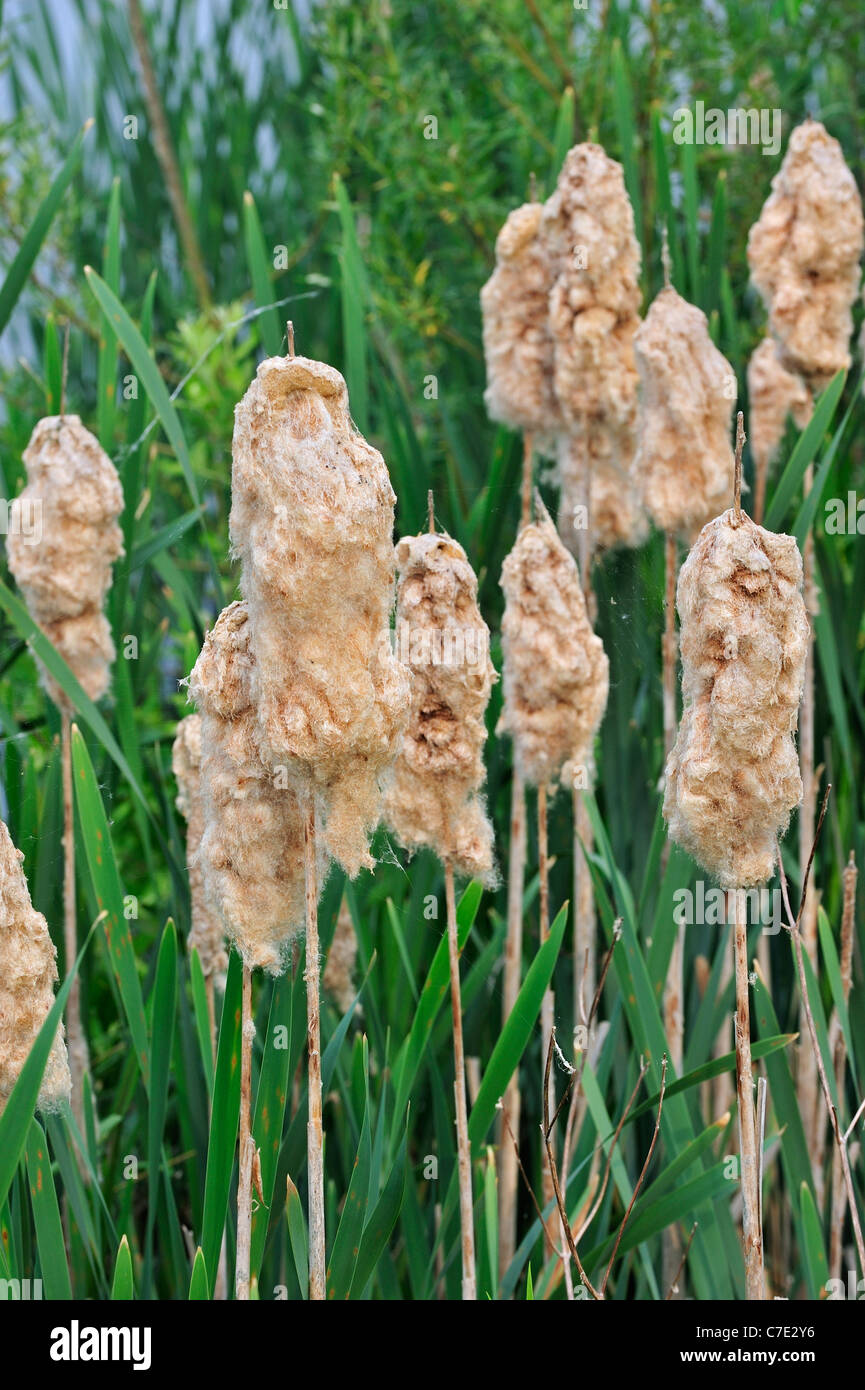 Rohrkolben / breitblättrigen Rohrkolben / mehr Binsen / große Reedmace (Typha Latifolia) flauschige Samen Köpfe angrenzenden See Stockfoto