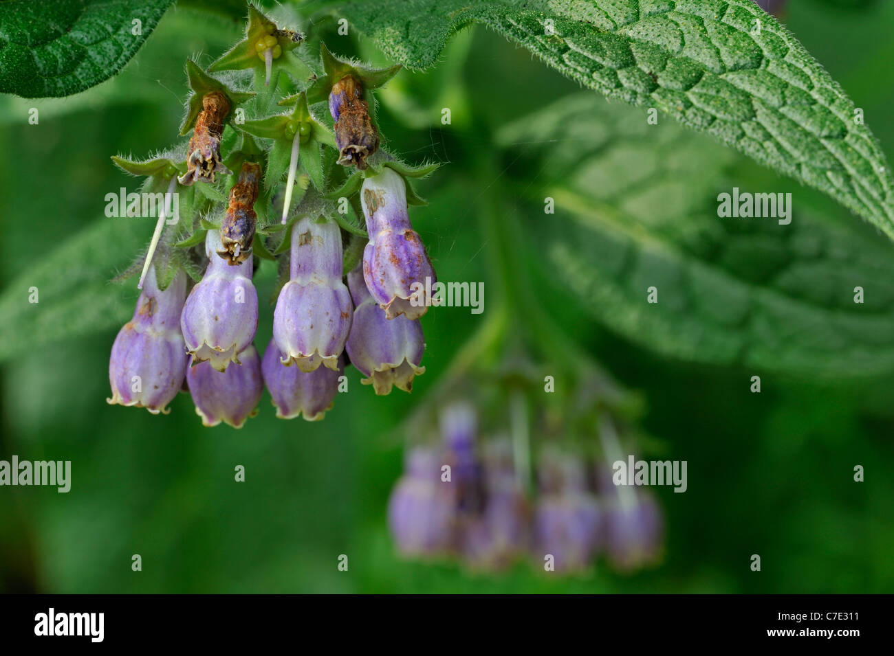 Gemeinsamen Beinwell / Quäker Beinwell / Boneset / Knitbone (Symphytum Officinale) in Blüte Stockfoto