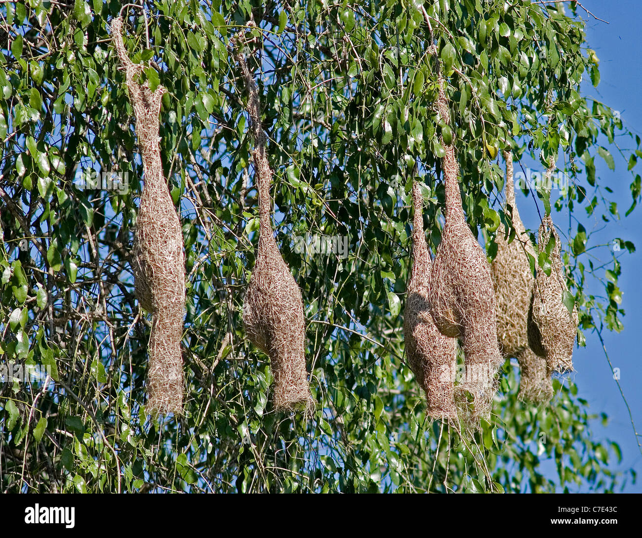 Nester der Baya Weber Birdsploceus Philippinus Sri lanka Stockfoto