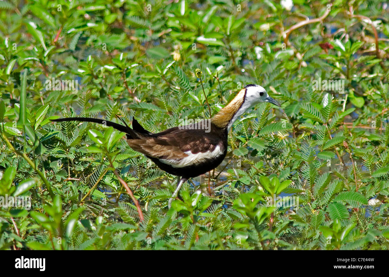 Fasan tailed Blatthühnchen Hydrophasianus Chirurgus Sri Lanka Stockfoto