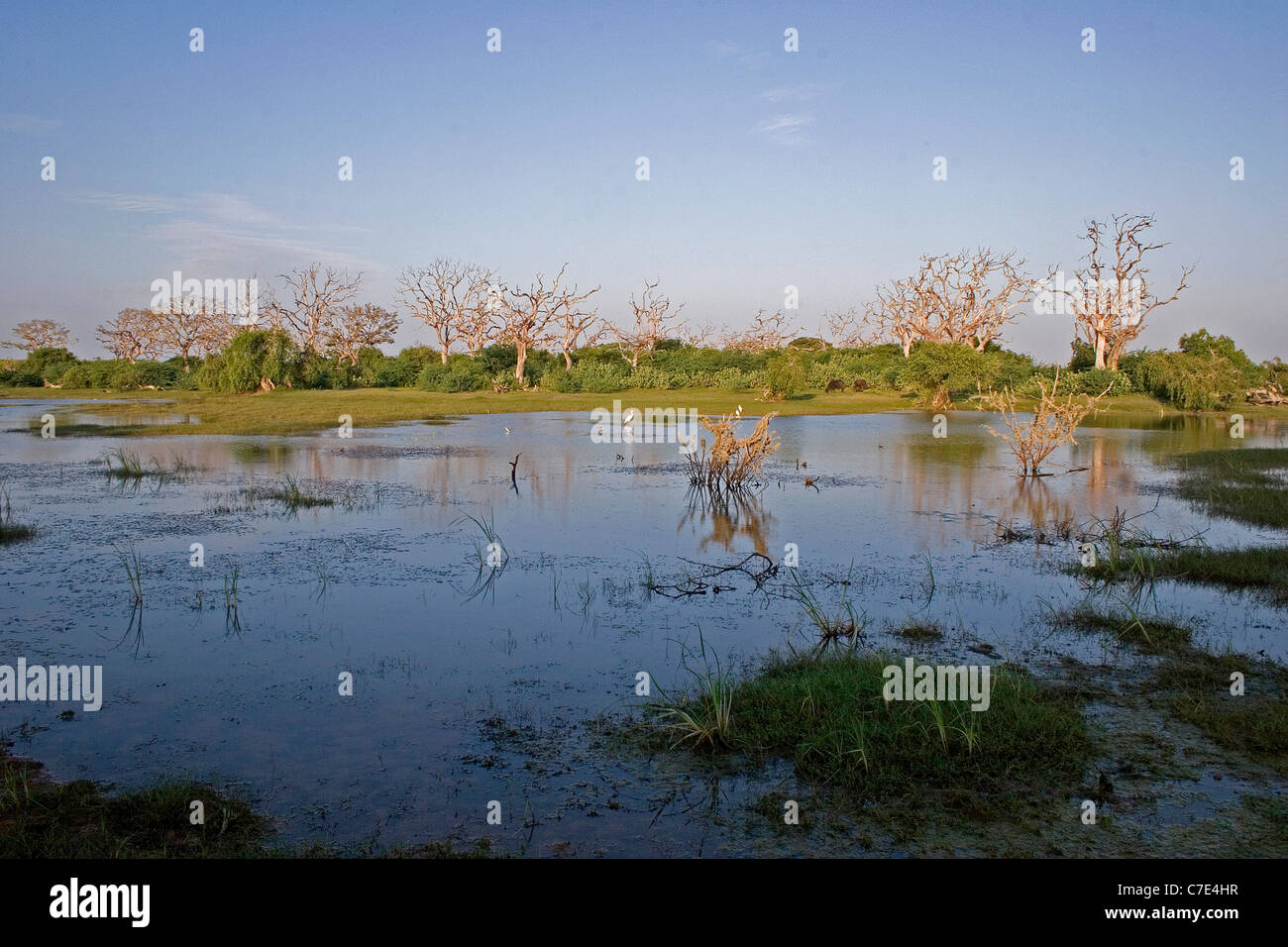 Landschaft von Bundala Nationalpark Sri Lanka Stockfoto