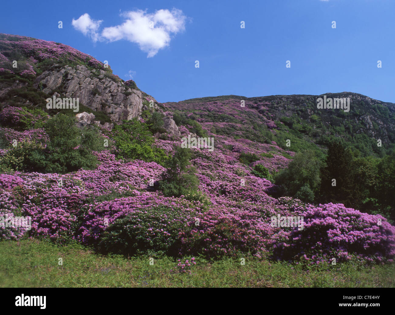 Befall von Rhododendren am Berghang in der Nähe von Beddgelert Gwynedd Snowdonia National Park North Wales UK Stockfoto