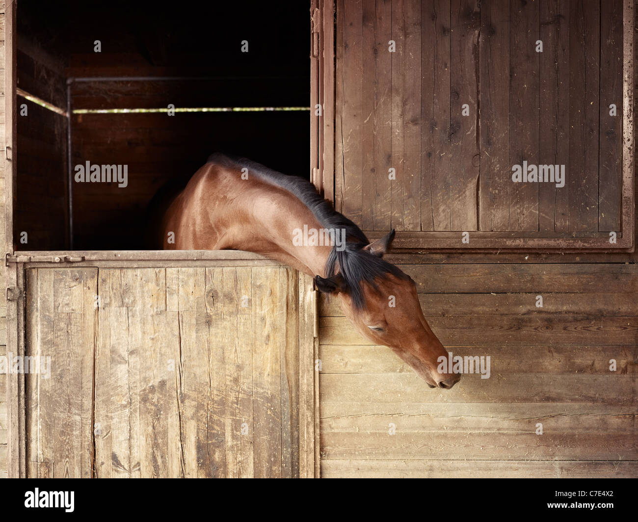 Englisches Vollblut Pferd im Stall bei Reitschule Stockfoto