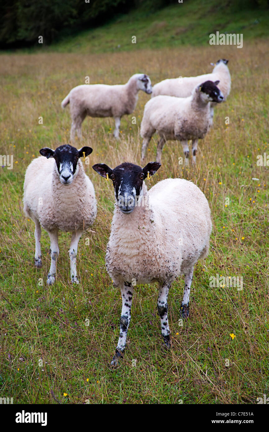Beulah gesprenkelten Gesicht Schaf Schafe Stockfoto