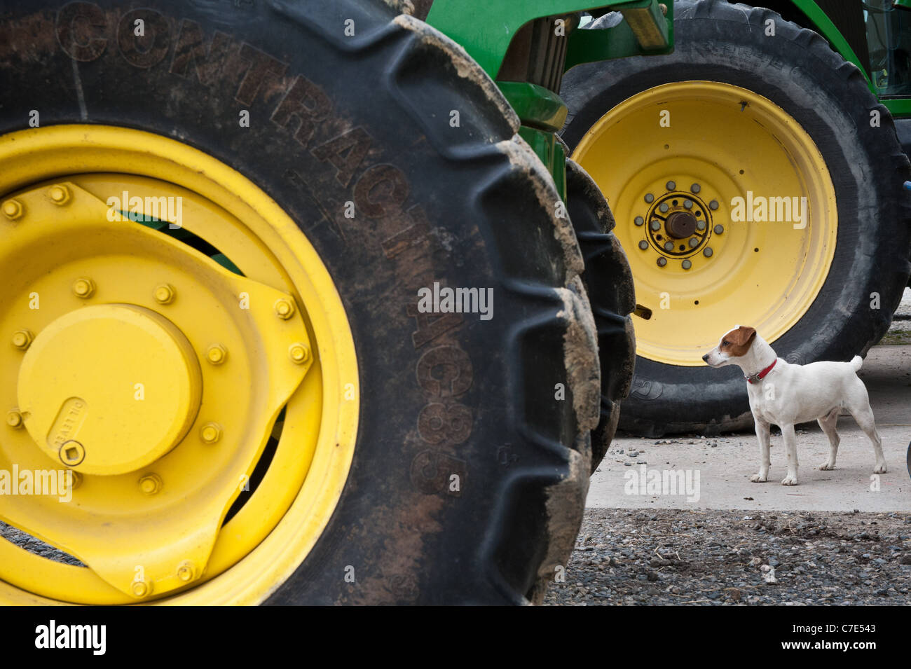 Jack Russell stehend zwischen zwei großen Traktorreifen auf einem Bauernhof Stockfoto