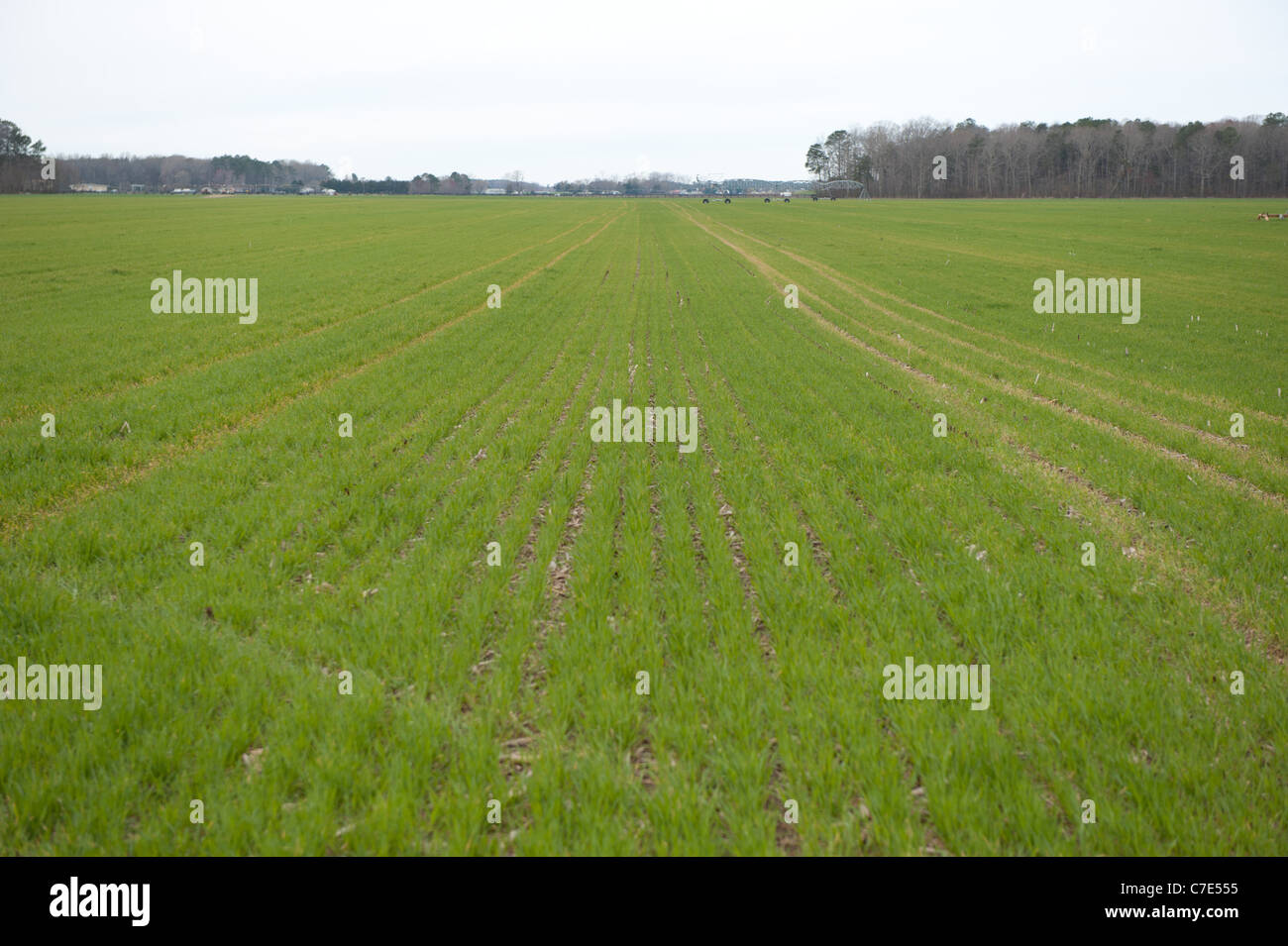 Reihen von Nutzpflanzen in Feld Stockfoto
