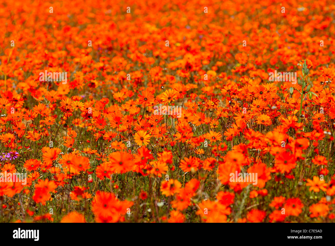 Orange Blüten von Ursinia Cakilefolia und andere Namaqualand Gänseblümchen, Skilpad wilde Blume Reserve, Namakwaland, Südafrika Stockfoto