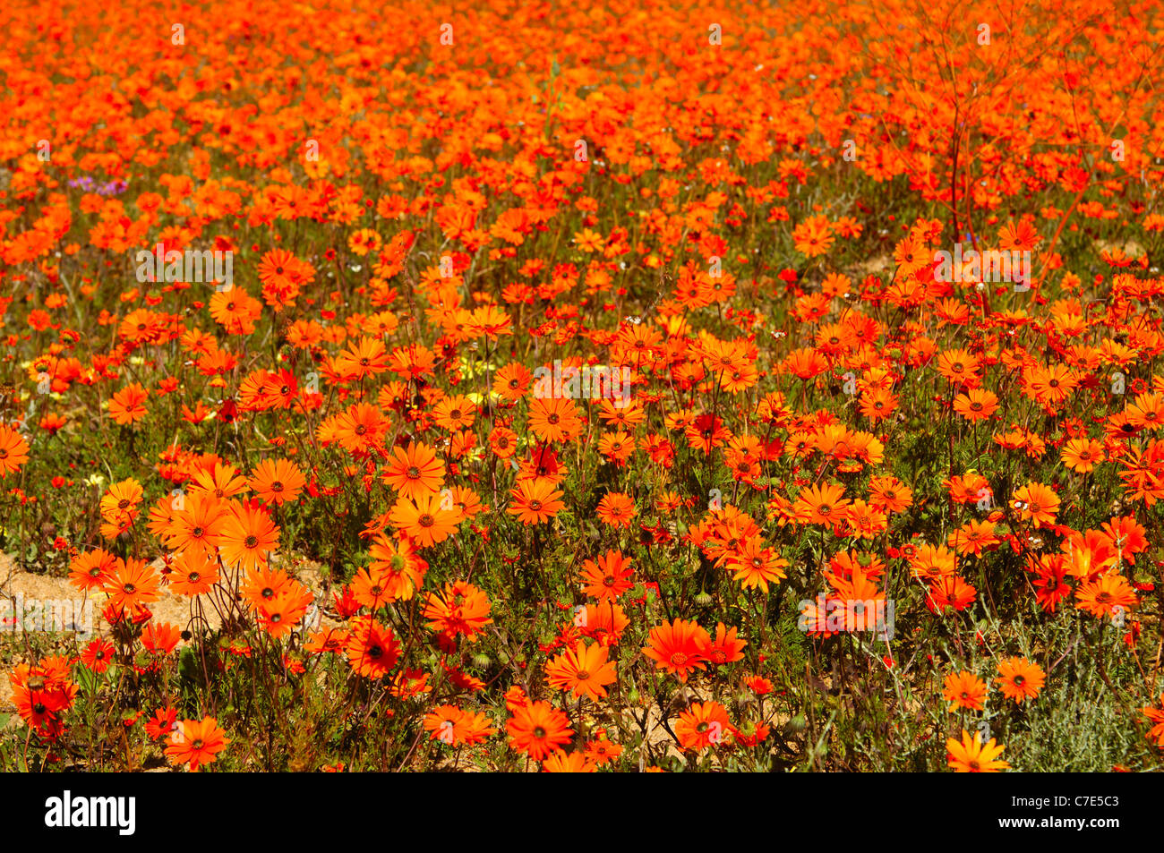 Orange Blüten von Ursinia Cakilefolia und andere Namaqualand Gänseblümchen, Skilpad wilde Blume Reserve, Namakwaland, Südafrika Stockfoto