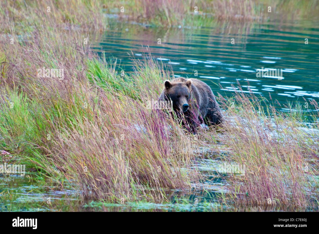 Grizzly Bär, Ursus Arctos Horriblis, Brooks River, Katmai Nationalpark, Alaska, USA Stockfoto