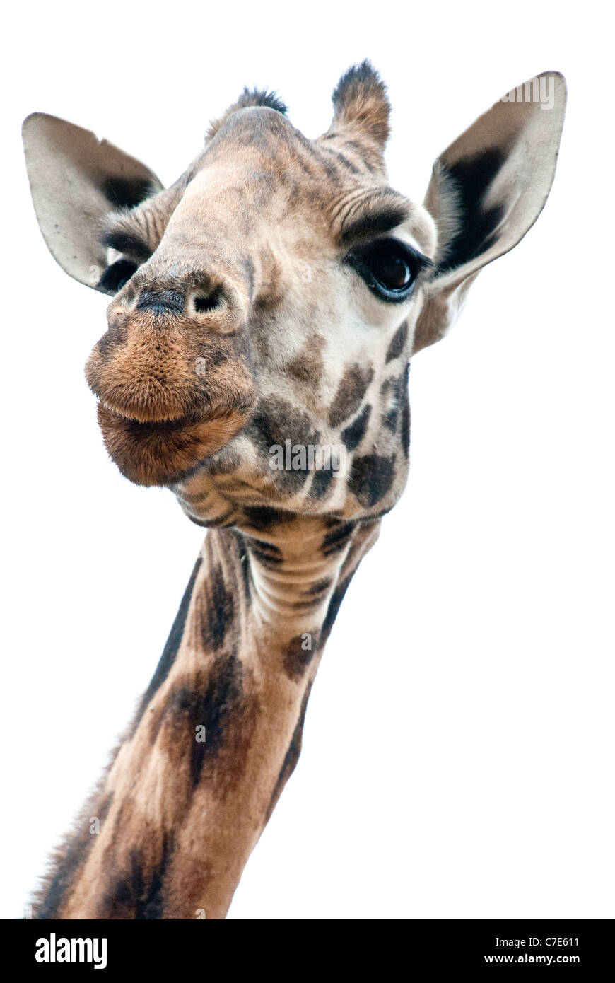 Schuss in den Kopf von Rothschild Giraffe, Kenia, Afrika Stockfoto