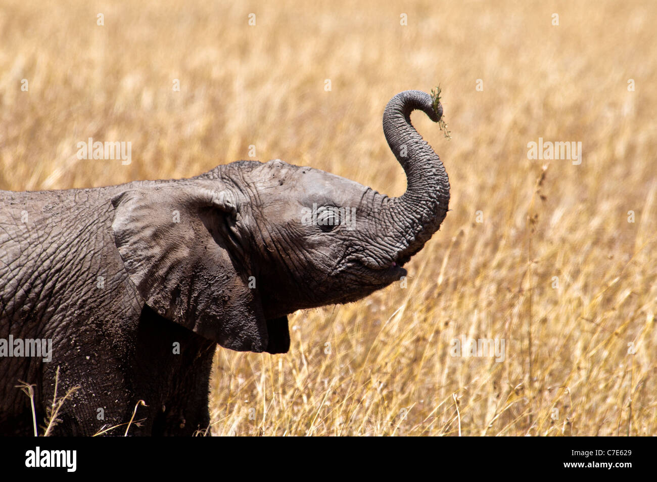 Afrikanische Elefantenbaby, Loxodonta Africana, Stamm angehoben, Masai Mara National Reserve, Kenia, Afrika Stockfoto