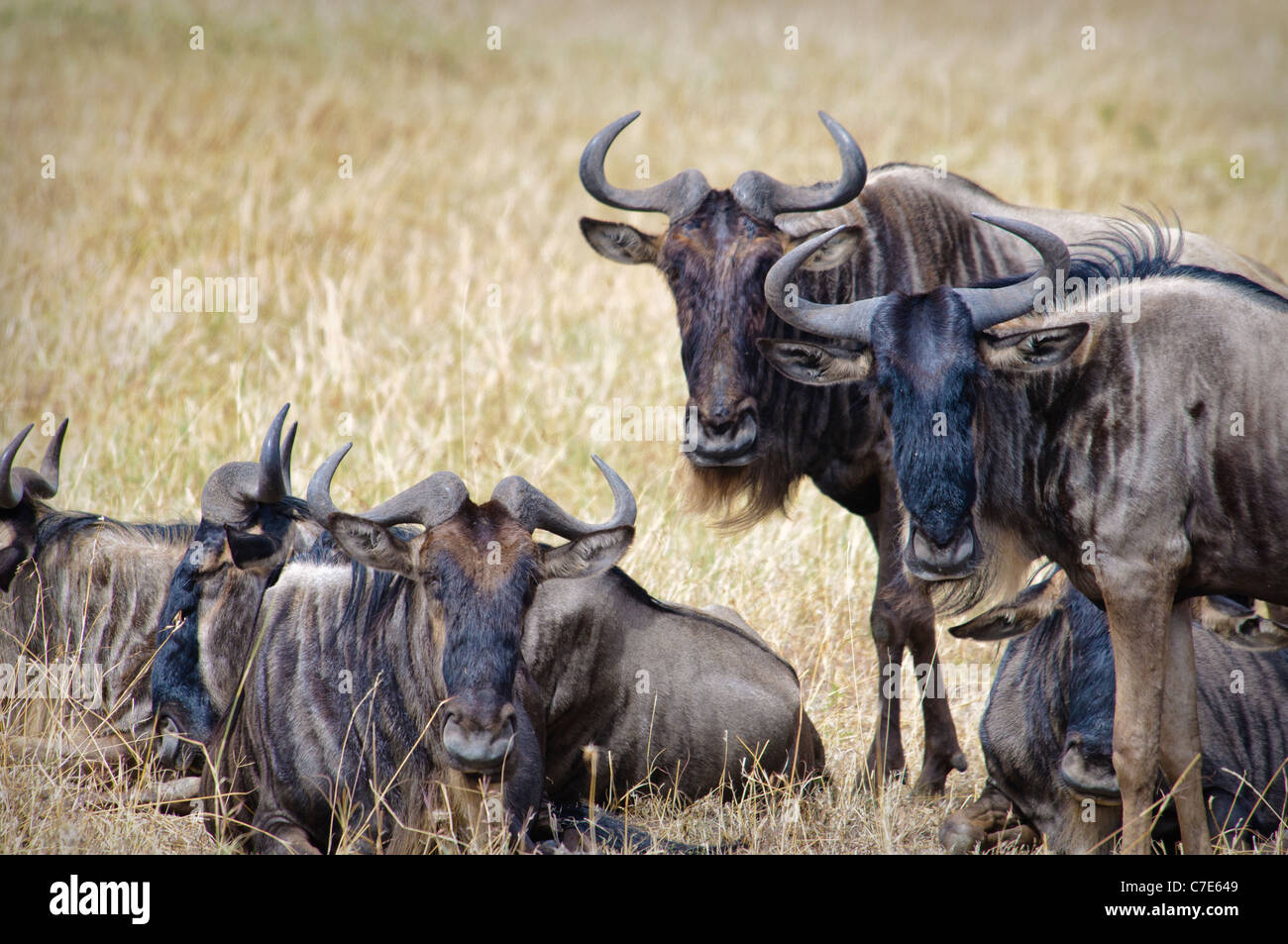 Gruppe Erwachsener Gnus Connochaetes taurinus, Masai Mara National Reserve, Kenia, Ostafrika Stockfoto