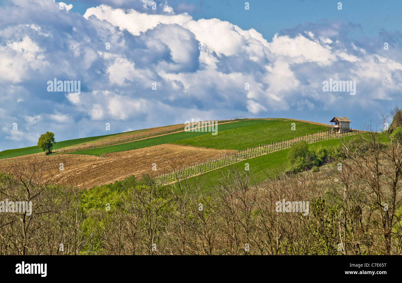 Perfekten grünen Hügel mit Weinbergen und Lodge, Prigorje, Kroatien Stockfoto