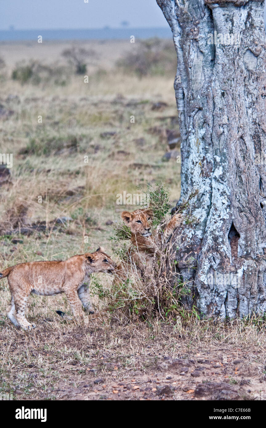 Zwei afrikanische Löwenbabys, Panthera Leo, versucht, einen Baum zu klettern, während der andere ihn, Masai Mara National Reserve, Kenia beißt Stockfoto