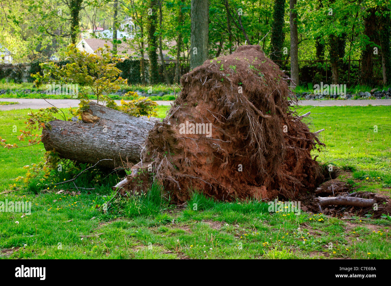 Gipfel des Baumes entfernt vom Wind beschädigt Baum bei einem Sturm entwurzelt. Stockfoto