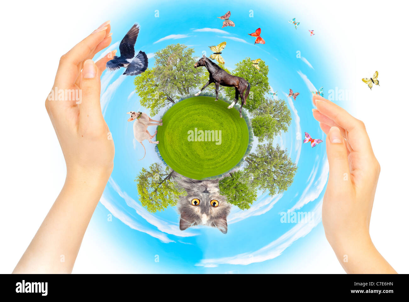 Natur, Ökologie und Schutz von verschiedenen Tieren. Das Konzept der Erhaltung. Collage Stockfoto