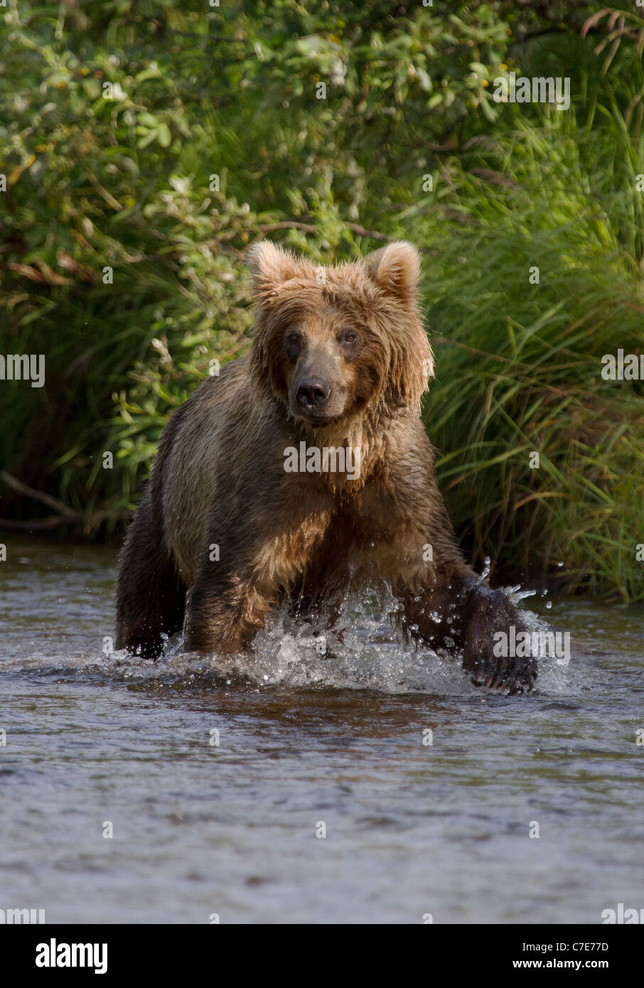 Brown Bear Cub, Ursus Arctos stare Stockfoto