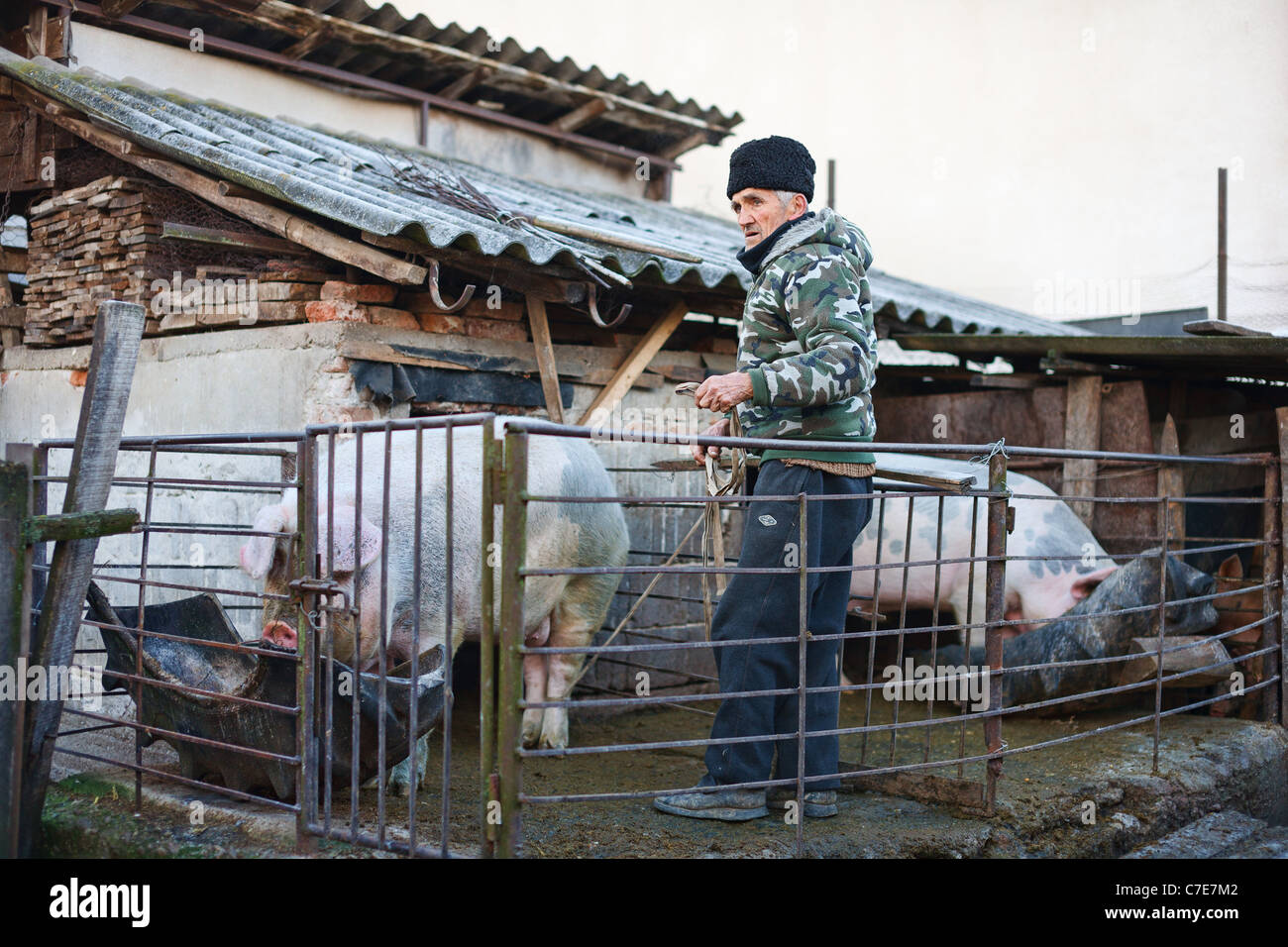 Mann binden Schwein Füße mit einem Seil zu ziehen ihn aus dem Schweinestall. Traditionelle Schwein töten in Rumänien. Sehen Sie die ganze Reihe. Stockfoto