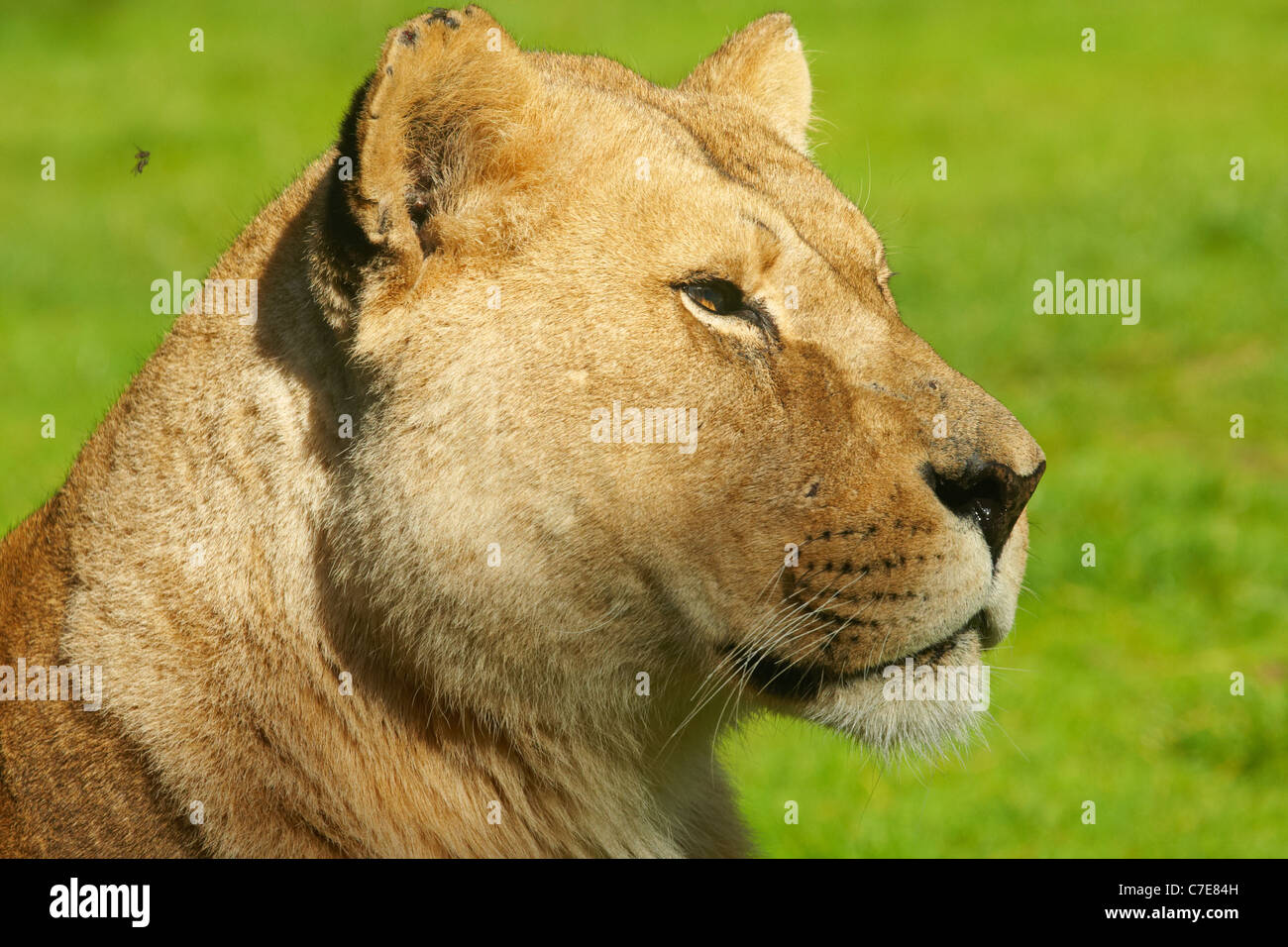 Closeup Portrait einer Löwin von fliegen befallen Stockfoto