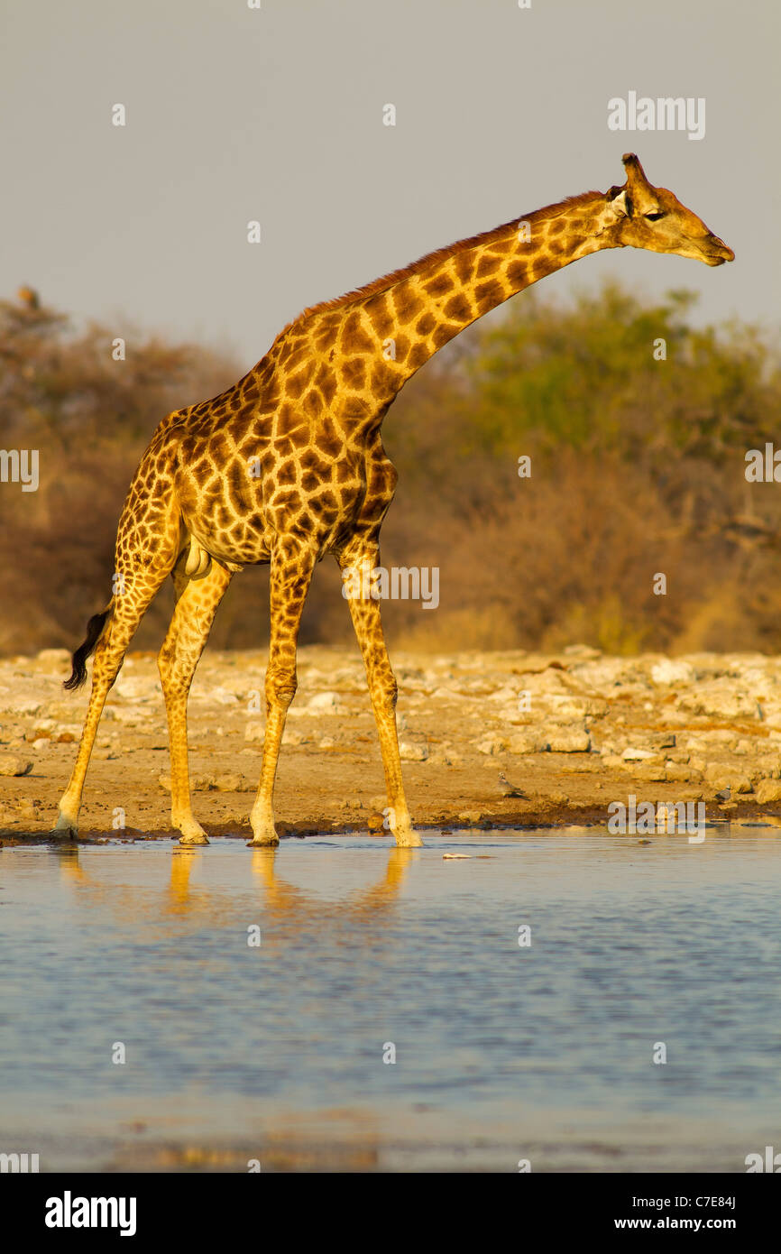 Giraffen am Wasserloch Klein-Namutoni, Etosha Nationalpark. Stockfoto