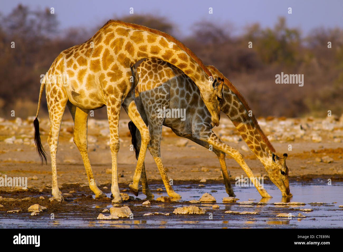Giraffen am Wasserloch Klein-Namutoni, Etosha Nationalpark. Stockfoto