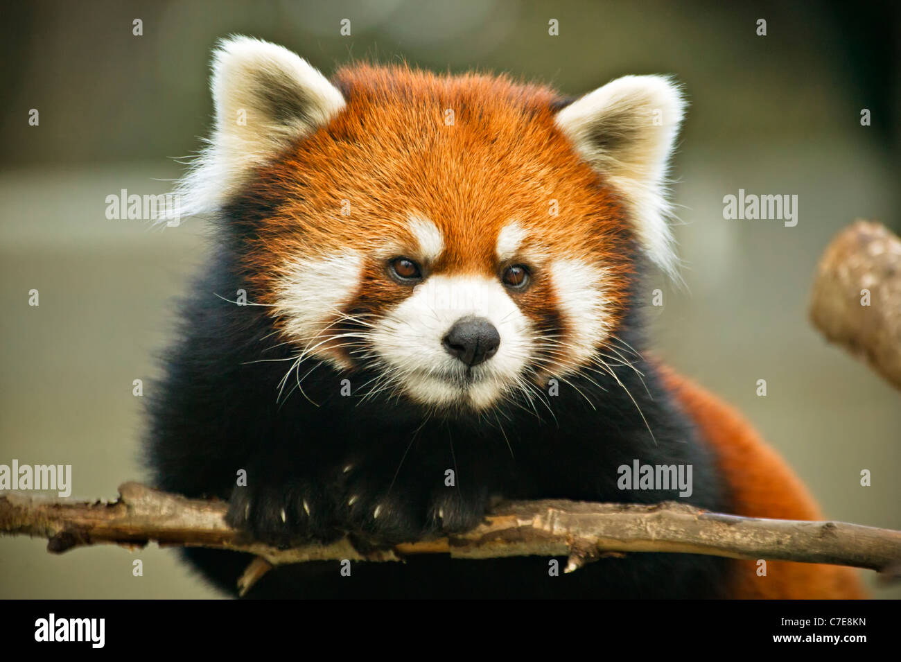 roter Panda Ailurus Fulgens, sehr gefährdet, Zoo von Edmonton, Alberta, Kanada Stockfoto