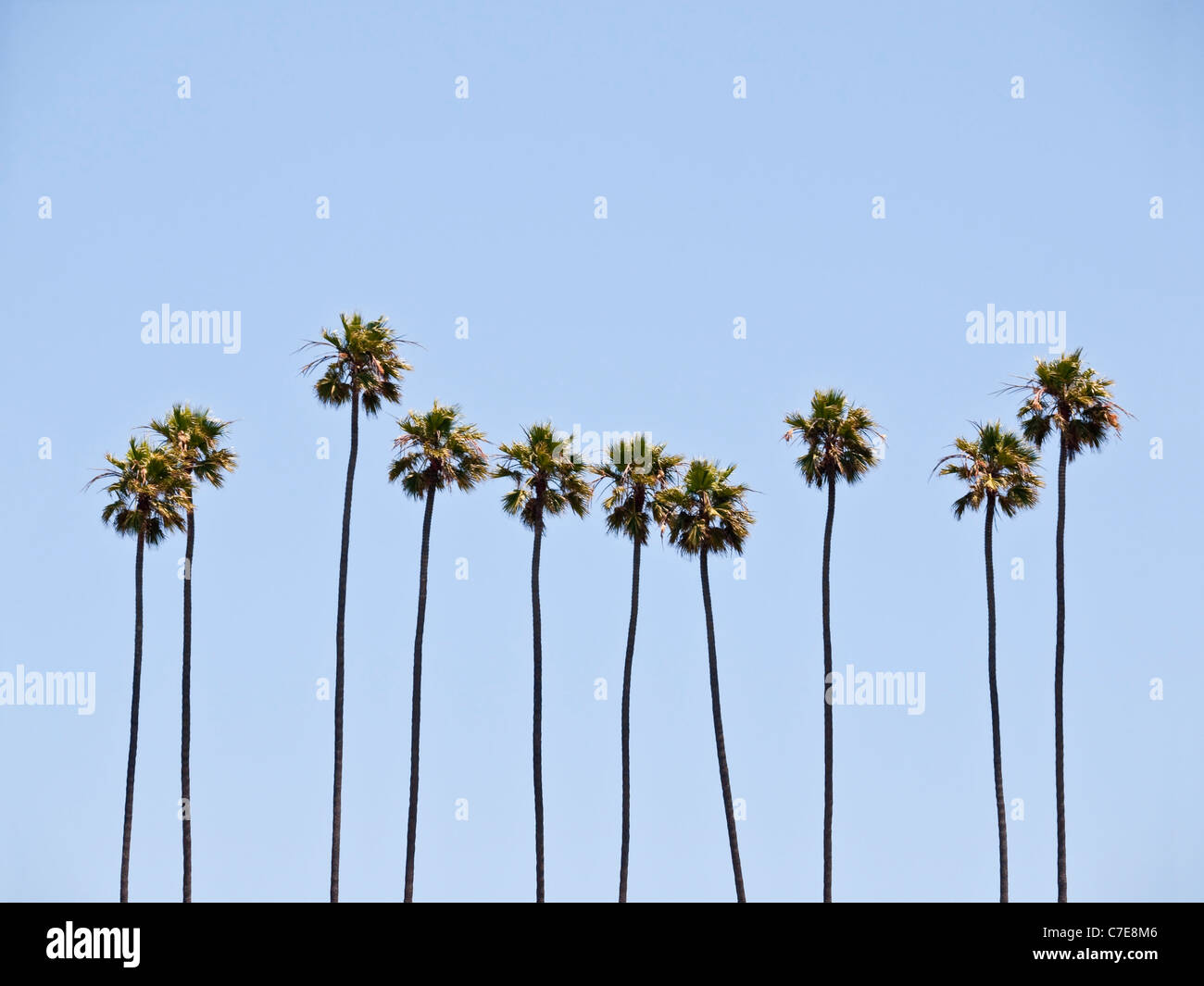 Eine Gruppe von hoch aufragenden Reife Palmen im sonnigen Kalifornien. Stockfoto
