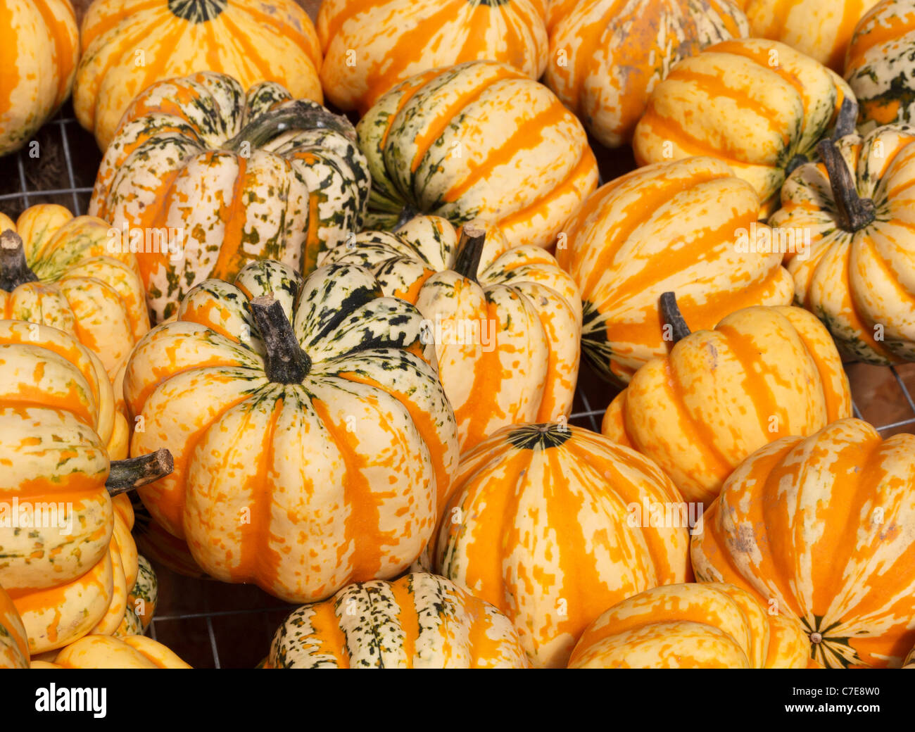 Kürbisse zum Verkauf auf dem Bauernhof stehen, Connecticut, USA Stockfoto